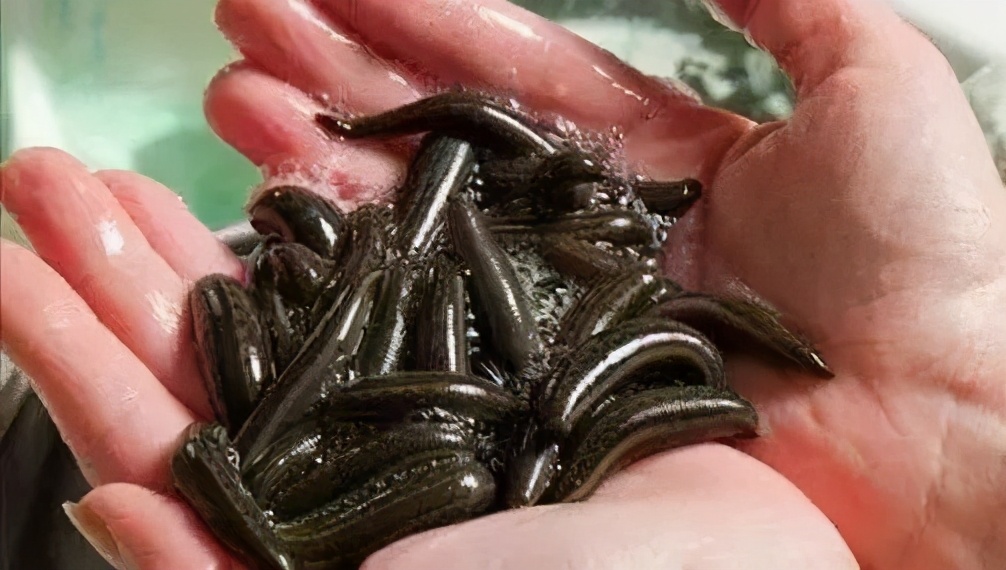 想搞养殖用什么手续,想搞养殖养什么赚钱