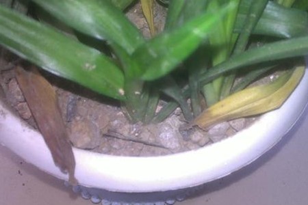 兰花叶子从根部发黄干枯怎么办,兰花根部发黄干枯怎么办