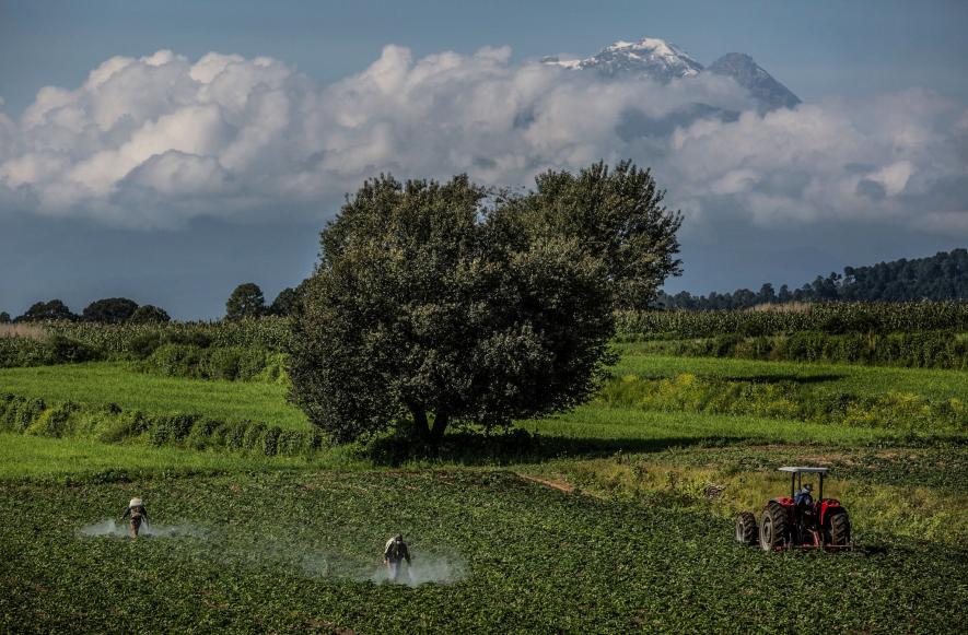 穿过玉米农田、冷杉森林，闯入墨西哥萤火虫梦幻小镇