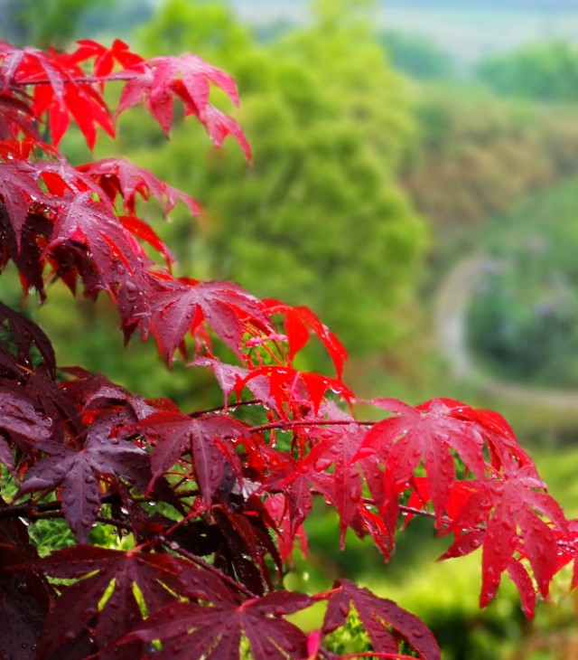 江西靖安最好的茶园,靖安高山白茶茶园