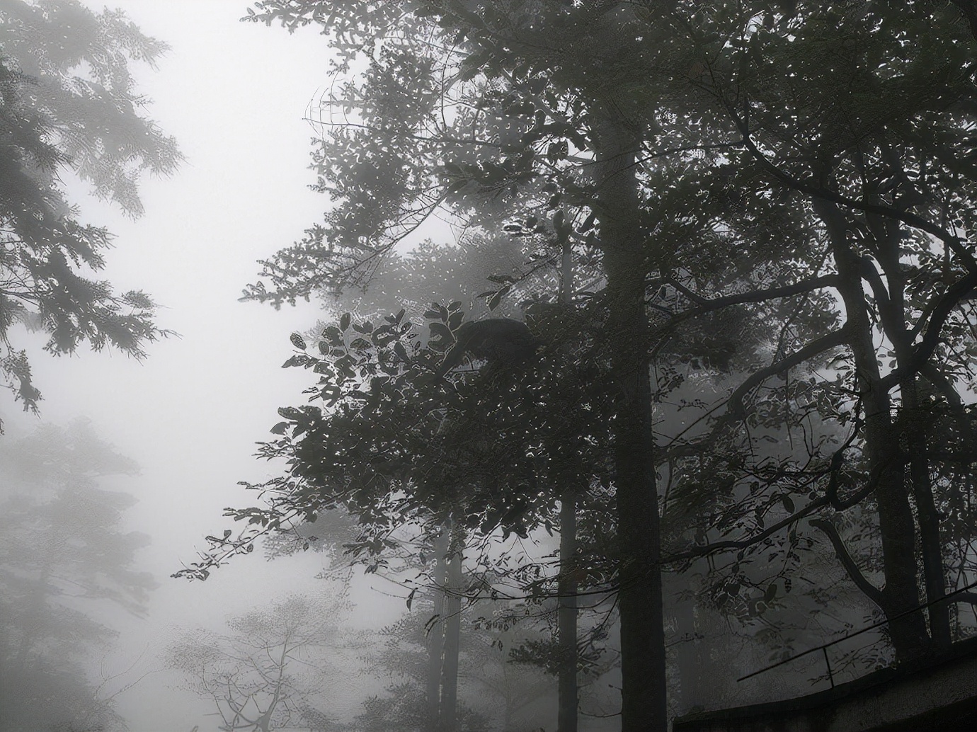 峨眉山防猴方法,峨眉山怎么防御猴子