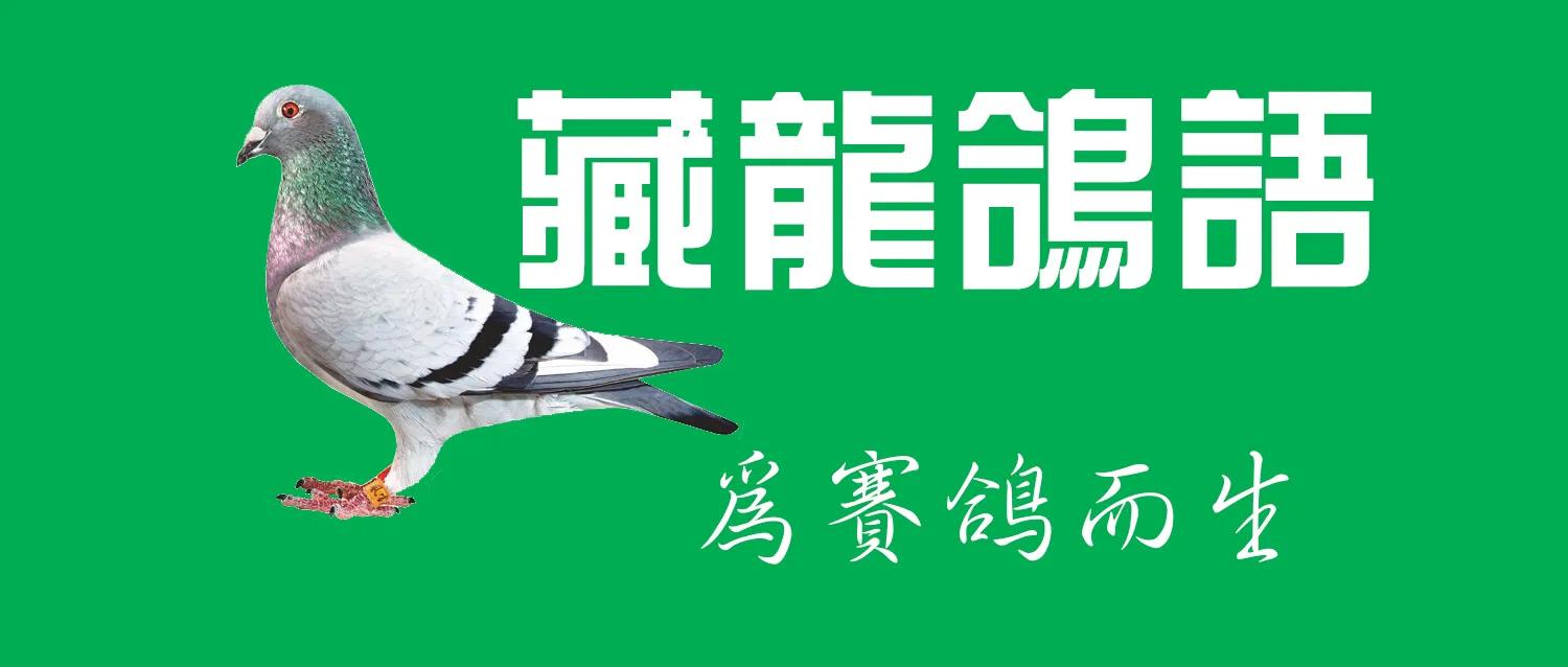 10000公里冠军鸽奖金,两千公里冠军鸽