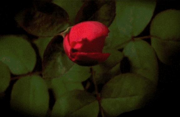 精致家居好物I6款居家香薰精油你最pick哪个味道！