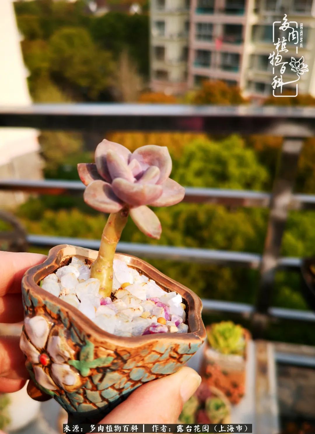 这6种多肉又粉又可爱萌翻少女心,粉粉萌萌的多肉有哪些