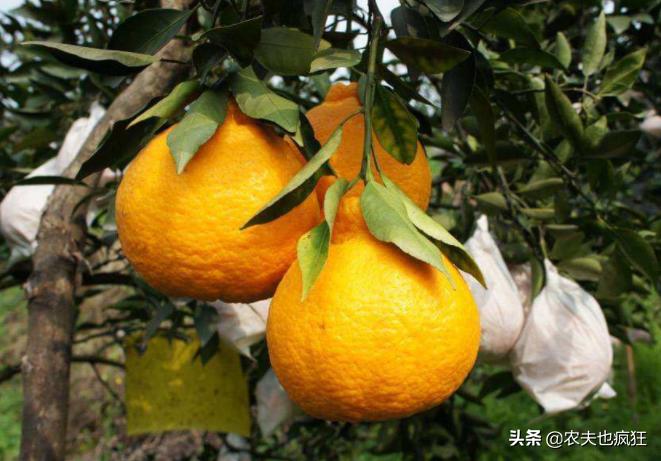 2019丑八怪水果一斤价格,目前最火的网红水果