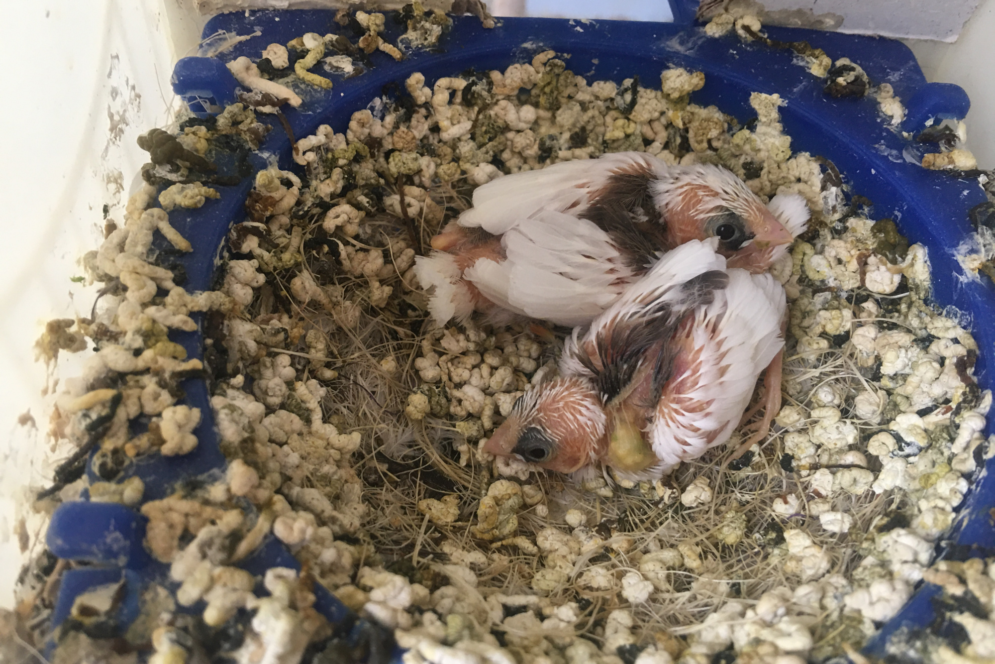 如何让雏鸟学会自主进食,如果雏鸟有呼吸但不动怎么办