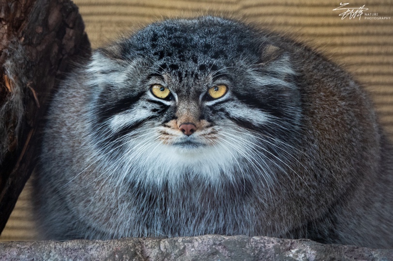 慢享自然，快意拍摄索尼黑卡RX10M4升级体验