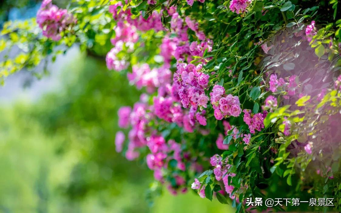 济南珍珠泉为天下第三泉,济南的珍珠泉