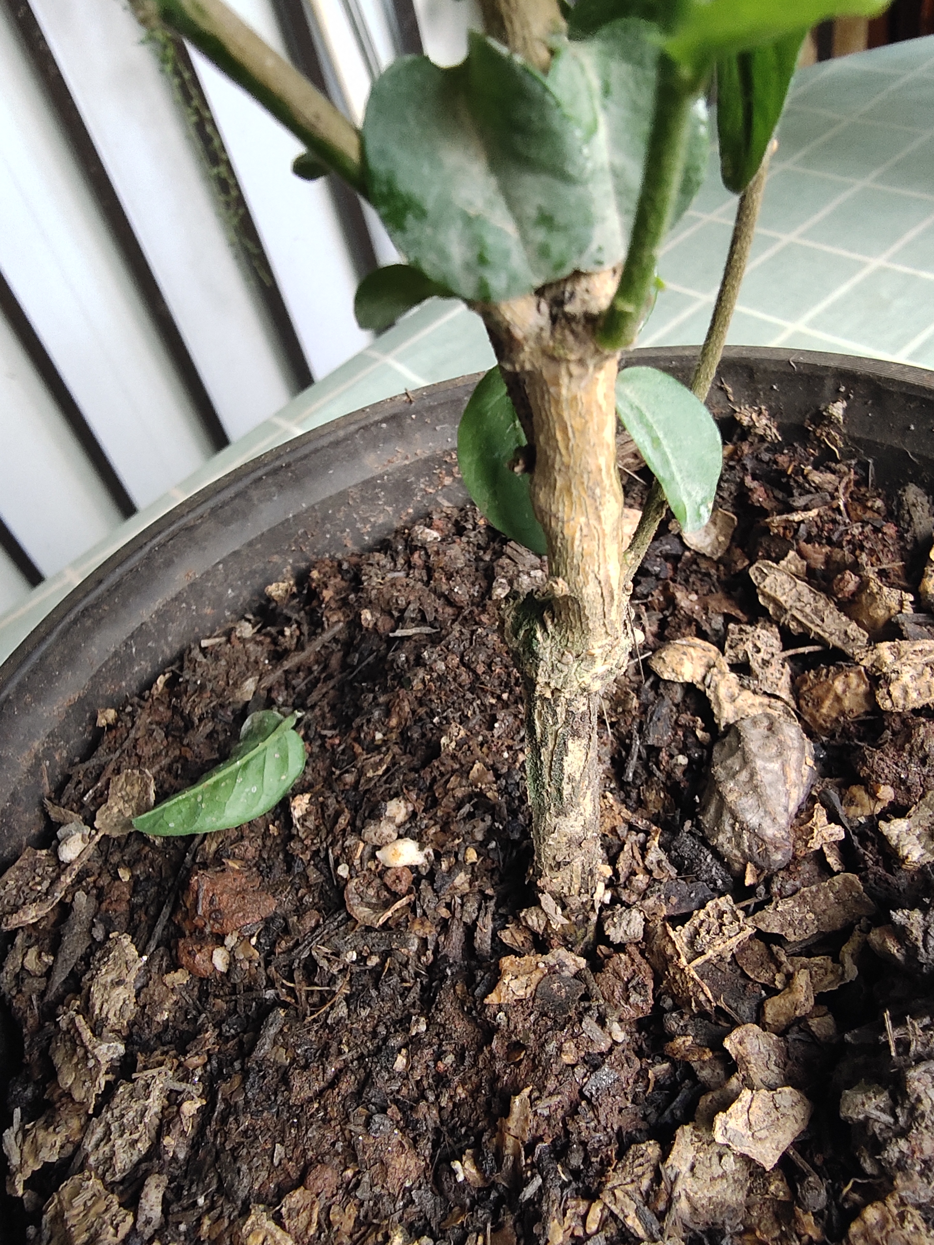 买虎头茉莉花茶,买虎头茉莉花盆栽