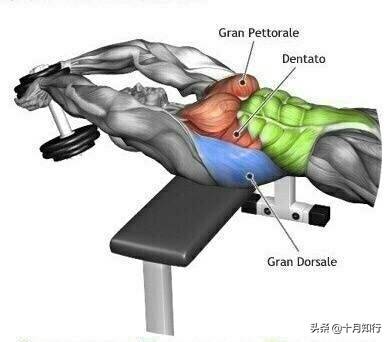 最有效把胸肌练硬训练,把胸肌练厚徒手