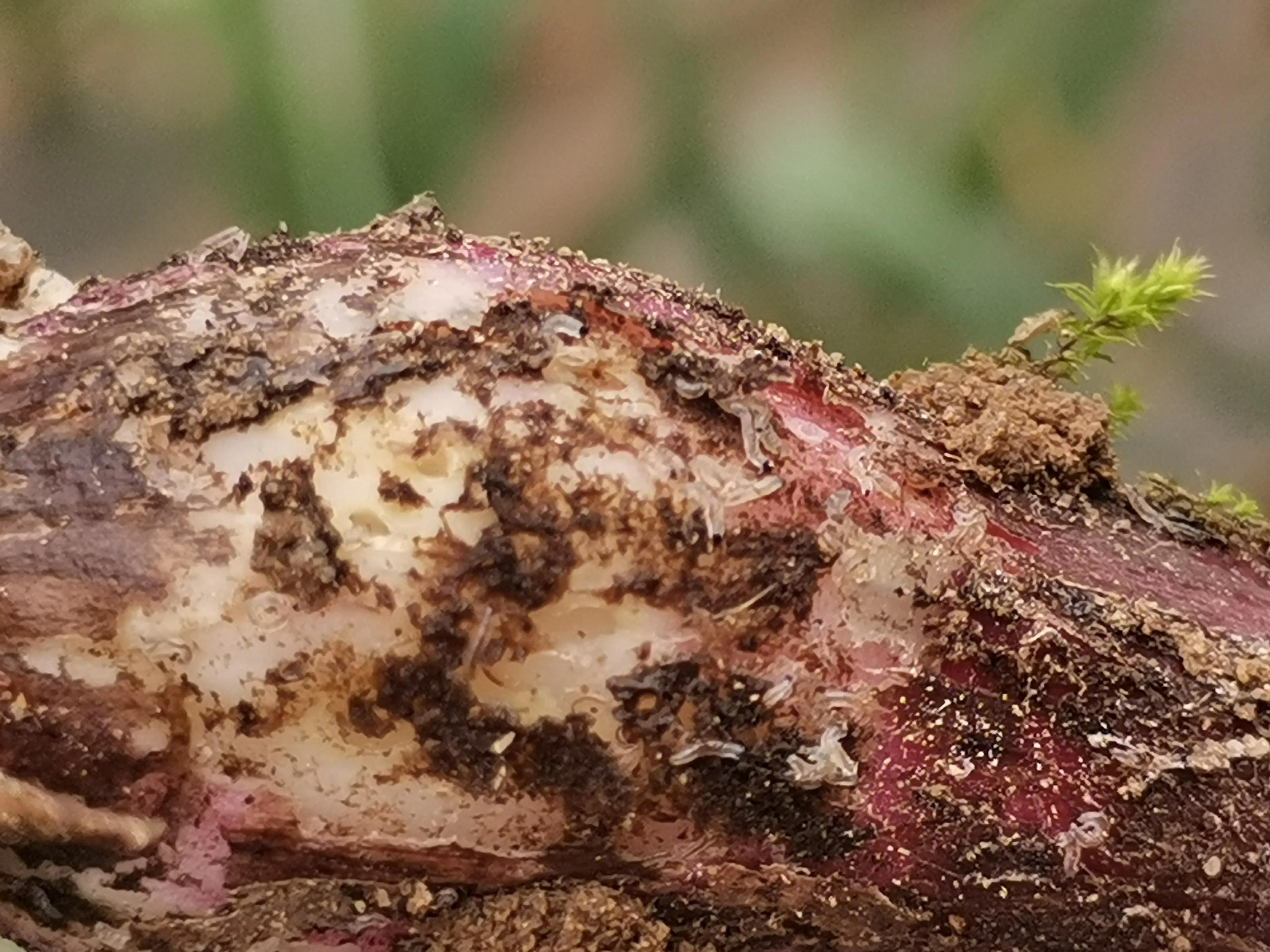 防治蒜蛆的方法有哪些,怎么根治蒜蛆