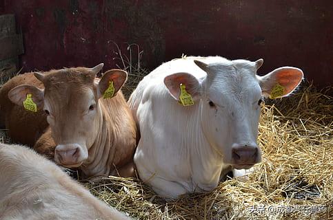 牛羊养殖知识大讲堂,牛羊养殖过程中遇到的问题有哪些