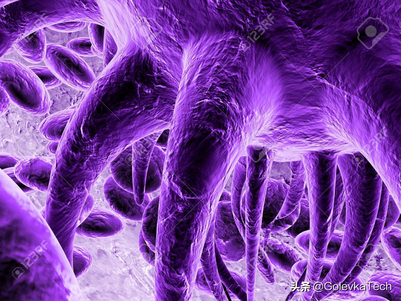 为什么植物的叶是绿色的,为什么植物是绿色不是其他颜色呢