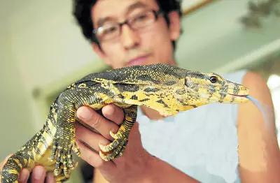 海南代表性动物,海南特有的珍稀动物