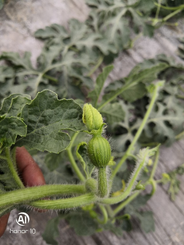 西瓜苗不旺是怎么回事,西瓜苗旺不坐果的原因防治方法
