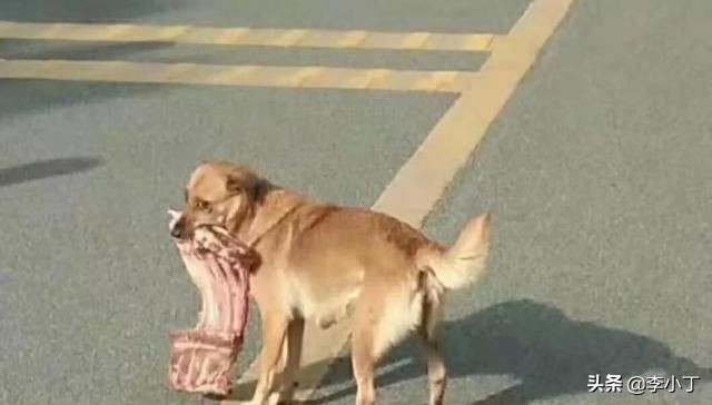 全网通缉的两条狗,全网通缉的狗