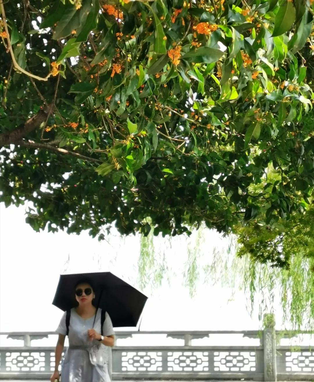 西湖最佳观景地,西湖边的一处幽静之地