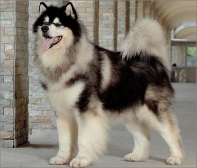 阿拉斯加雪橇犬饲养方法图解大全,阿拉斯加犬饲养注意事项和禁忌