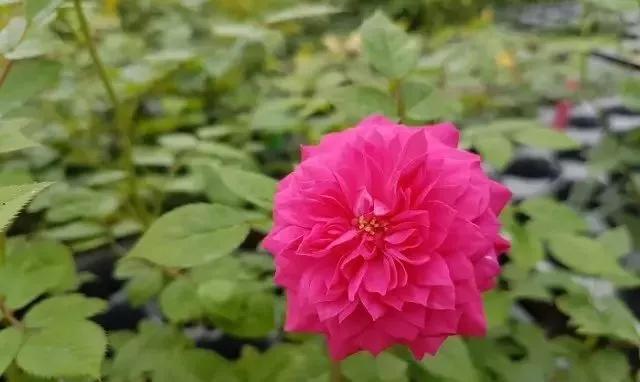 每天学习一点点女性小常识,每天学习一点点科普一下