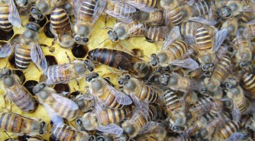 雄蜂精子怎么保存,蜂王体内有两种卵