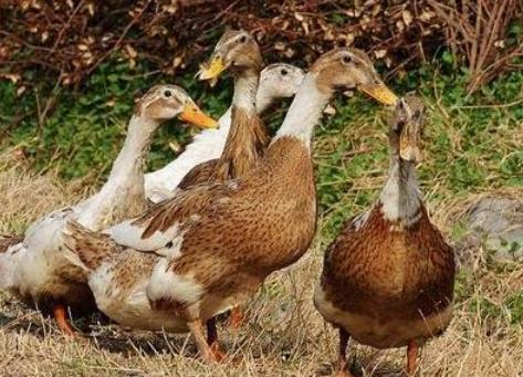 蛋鸭输卵管炎用什么药效果比较好,鸭输卵管炎如何预防与治疗
