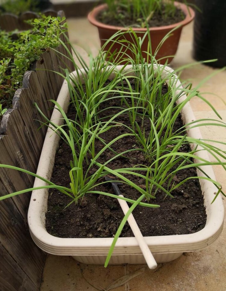 阳台种菜技术大全基础知识,阳台种菜的方法和技巧大全