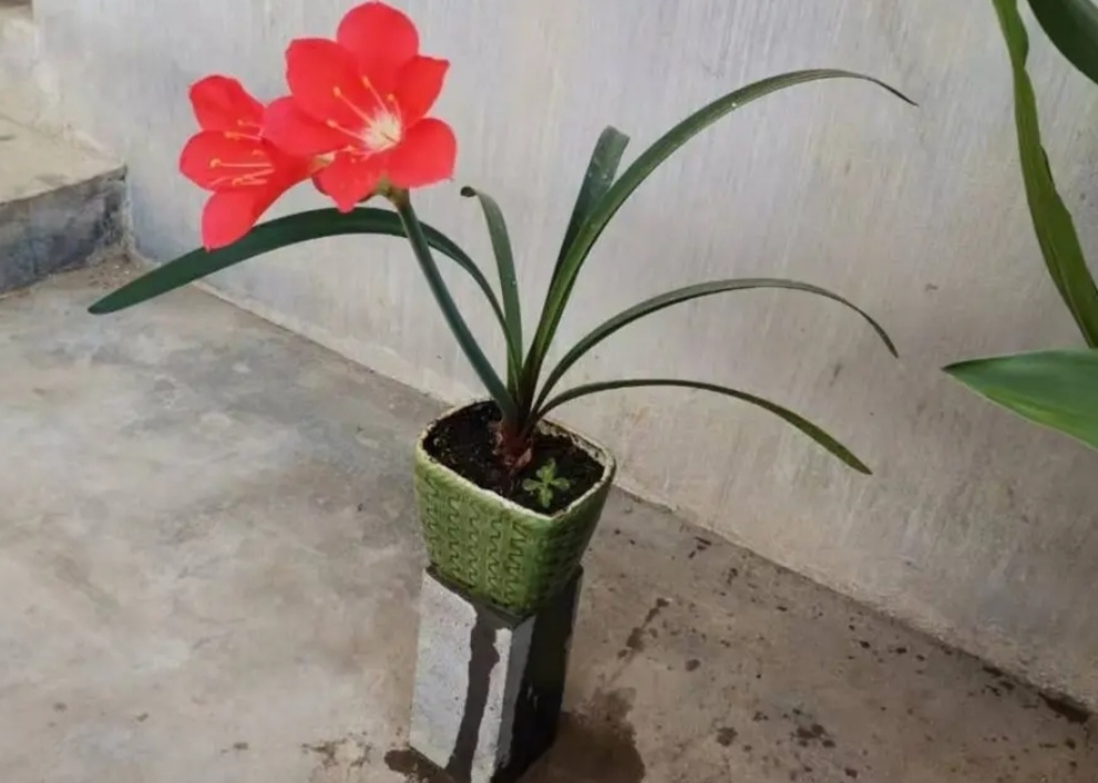 酒瓶切割做成花盆怎样打眼视频,从废旧酒瓶到创意花盆的华丽转身