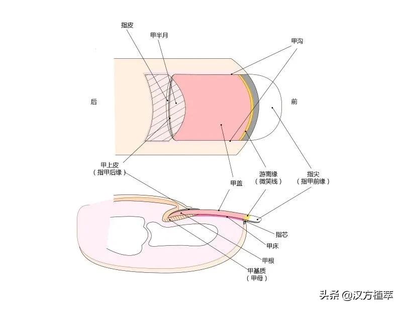 想美甲但是得弹琴咋办,想做美甲不想磨指甲