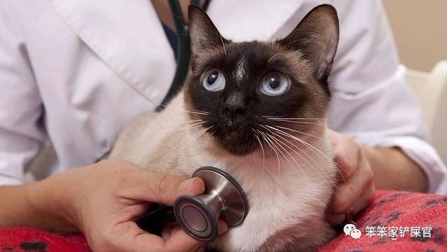 猫咪得尿结石,猫咪如果有尿结石怎么治疗