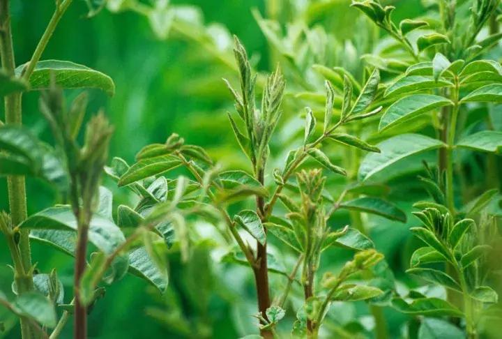 开水发海参营养会不会流失,海参煮60分钟会营养流失吗