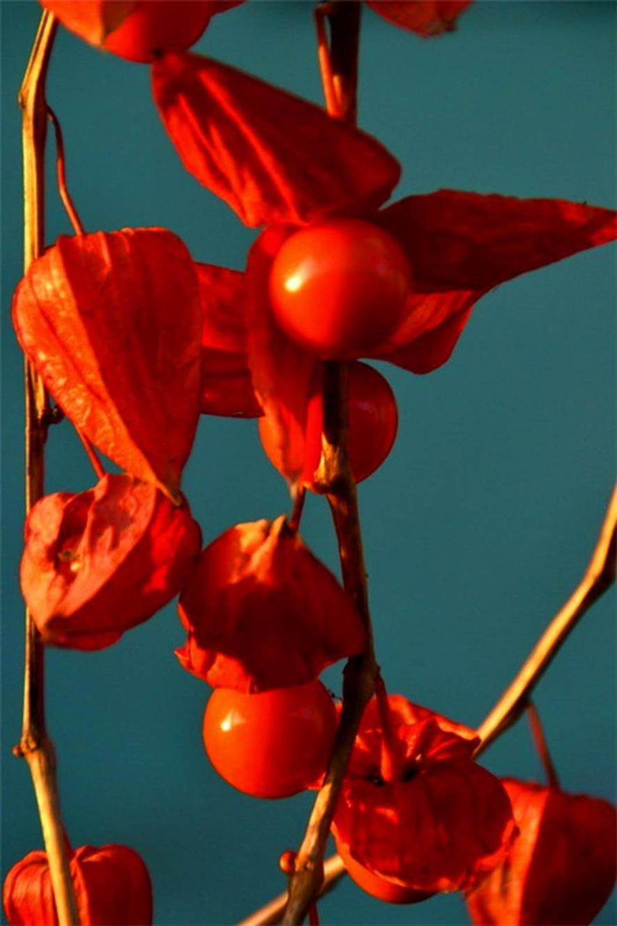 百种味道的果子,四季百种果子图片