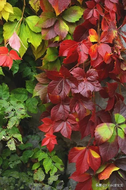 纯情的红叶……爬山虎