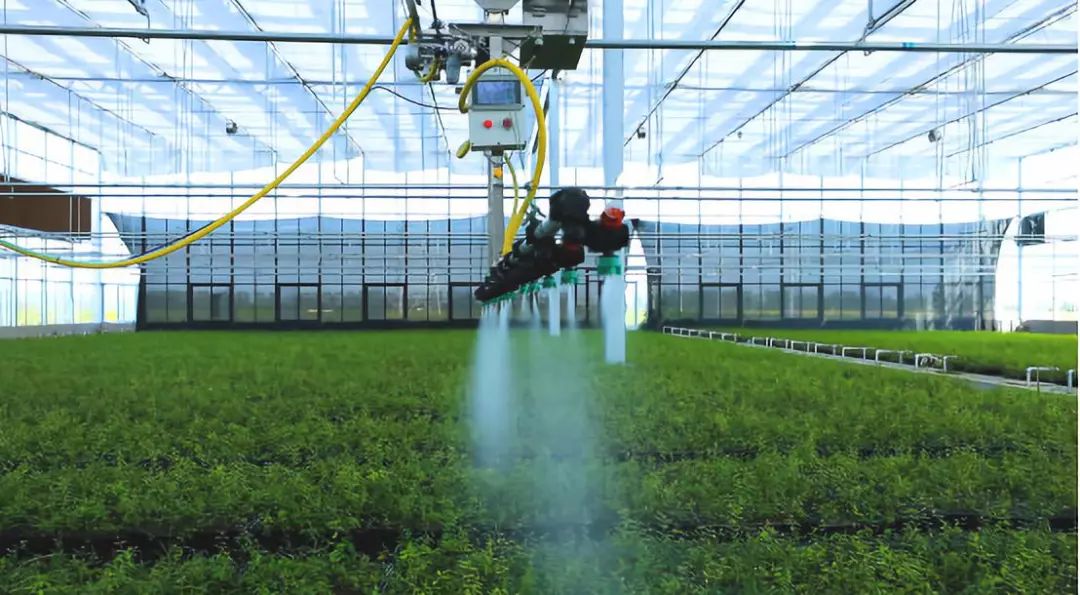 会种也会卖如何拿下软籽石榴市场,租地种植软籽石榴怎么样