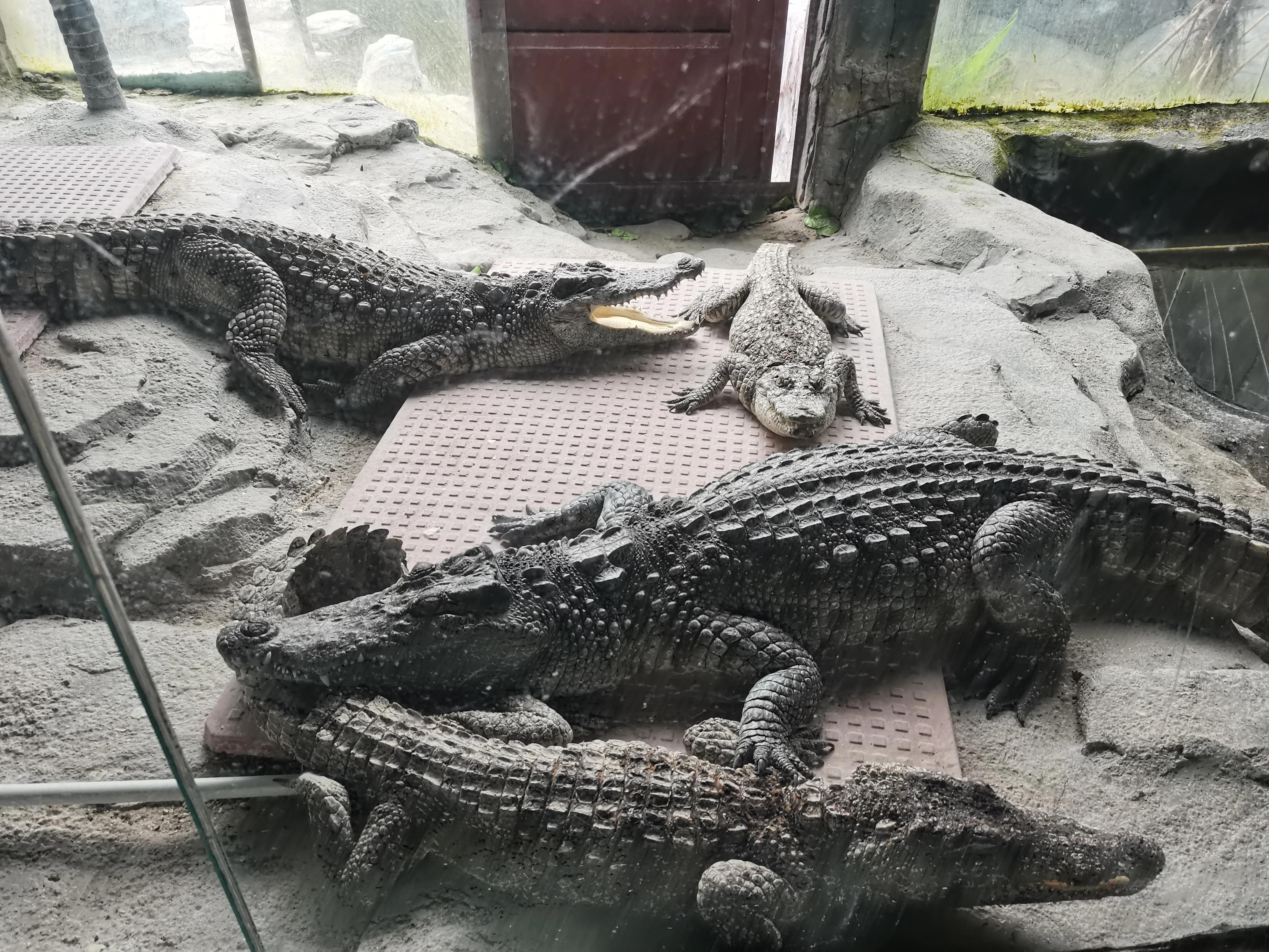 宿州火车站到宿州野生动物园,济南野生动物园和宿州野生动物园