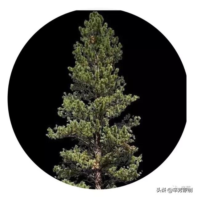 怒放的生命精彩音乐汇,怒放的生命汪峰