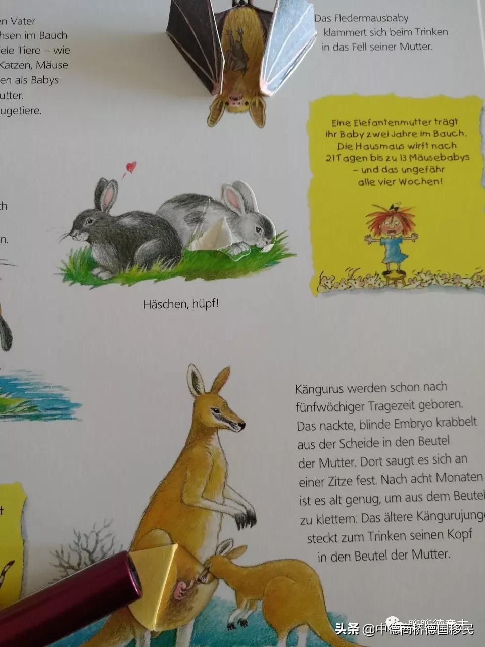 德国性教育绘本,德国儿童性教育