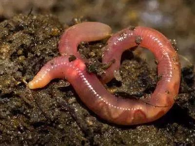 那些让你意想不到的中药名称,容易混淆的中药名称