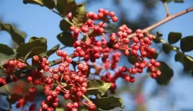 花椒怎样种植才能产量高,花椒种植和产量