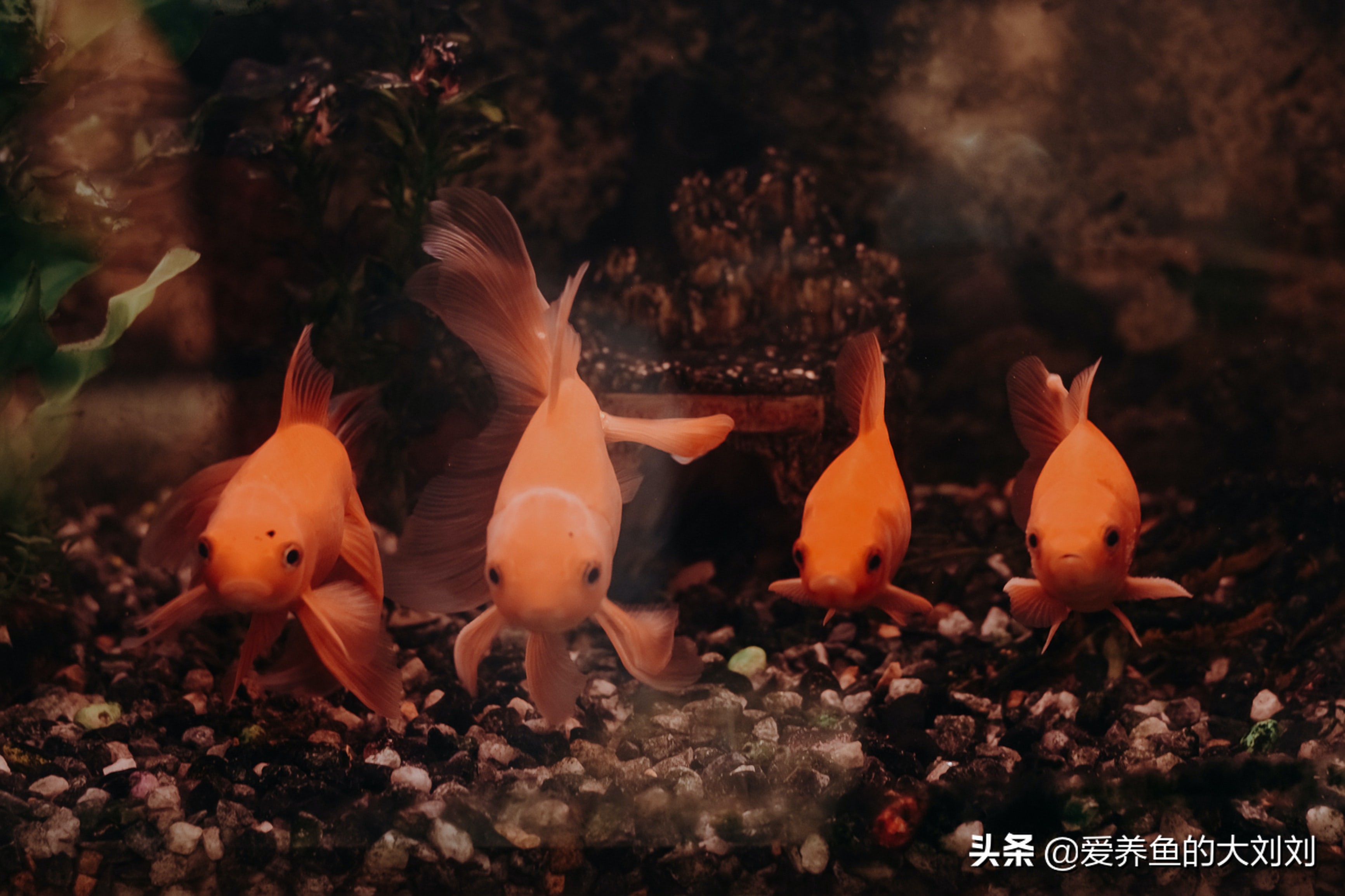 金鱼失鳔的原因及治疗方法,金鱼失鳔翻肚的治疗