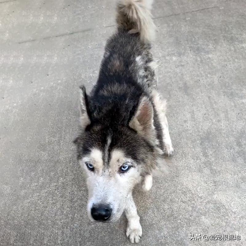 流浪哈士奇偷吃狗粮,哈士奇被饿骨瘦如柴