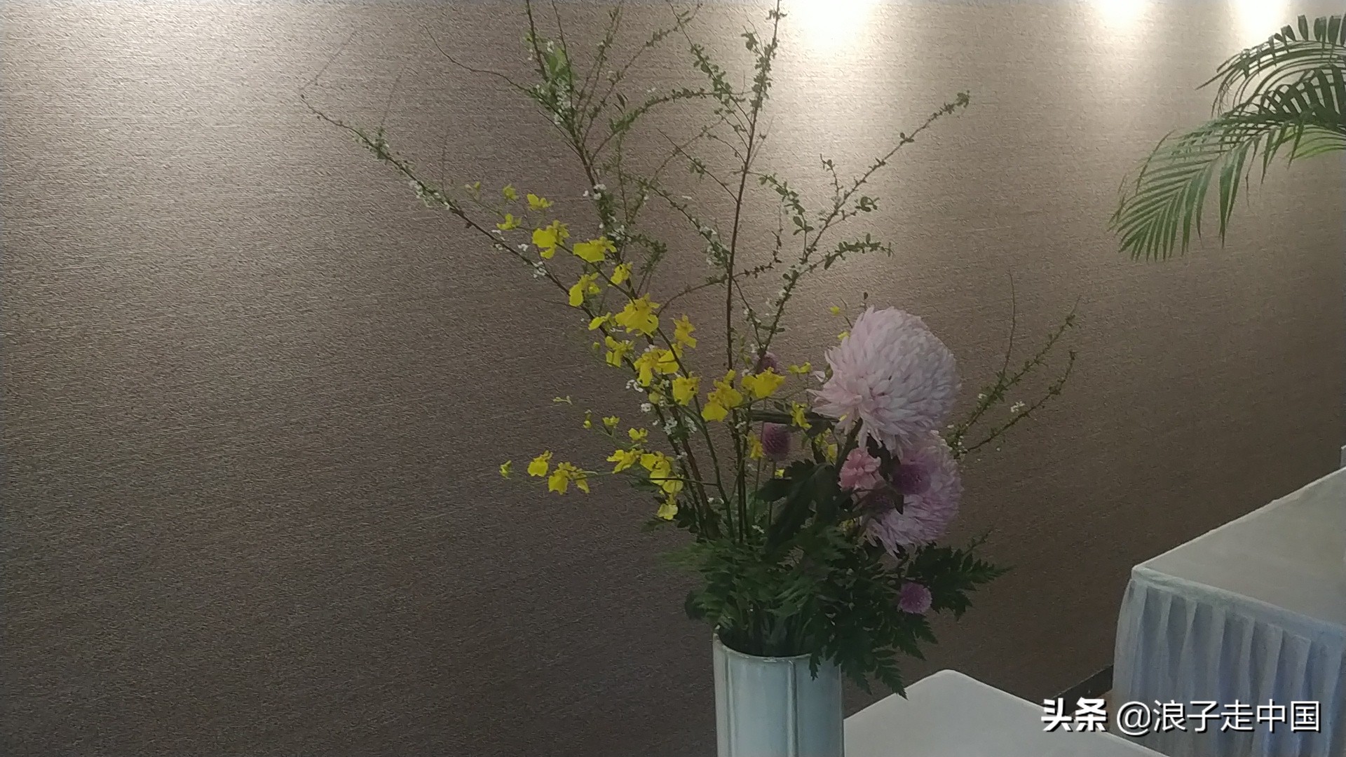 深圳的东湖公园的菊花展漂亮极了,深圳东湖公园赏菊花展