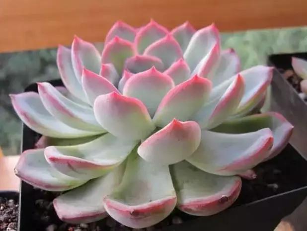 推荐轻松玩转100种常见多肉植物,700种多肉植物图鉴pdf百度云