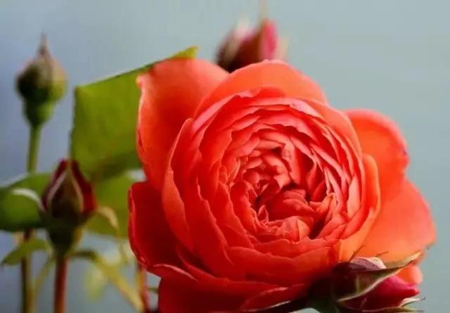 每天学习一点点花卉,100种常见玫瑰品种