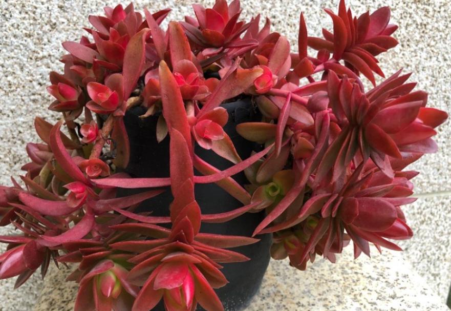 多肉火祭怎么养叶子圆润,多肉火祭叶片干瘪厉害