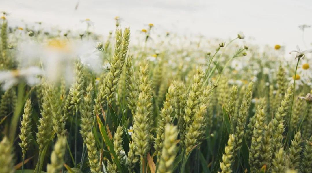 程序员写好技术文章的几点小技巧,程序员写好技术文章的小技巧