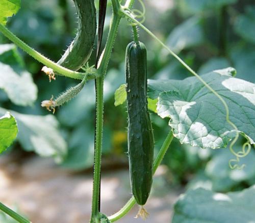 黄瓜化瓜原因及防治方法,黄瓜1米高不结瓜怎么补救