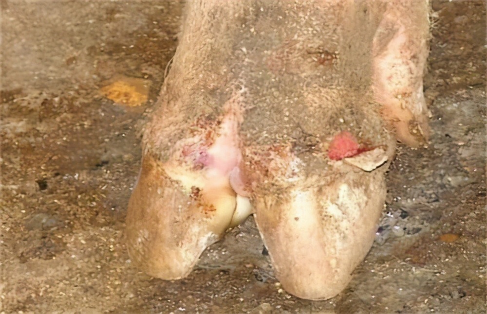 养猪猪脚病了怎么办,如何预防猪场小猪烂蹄