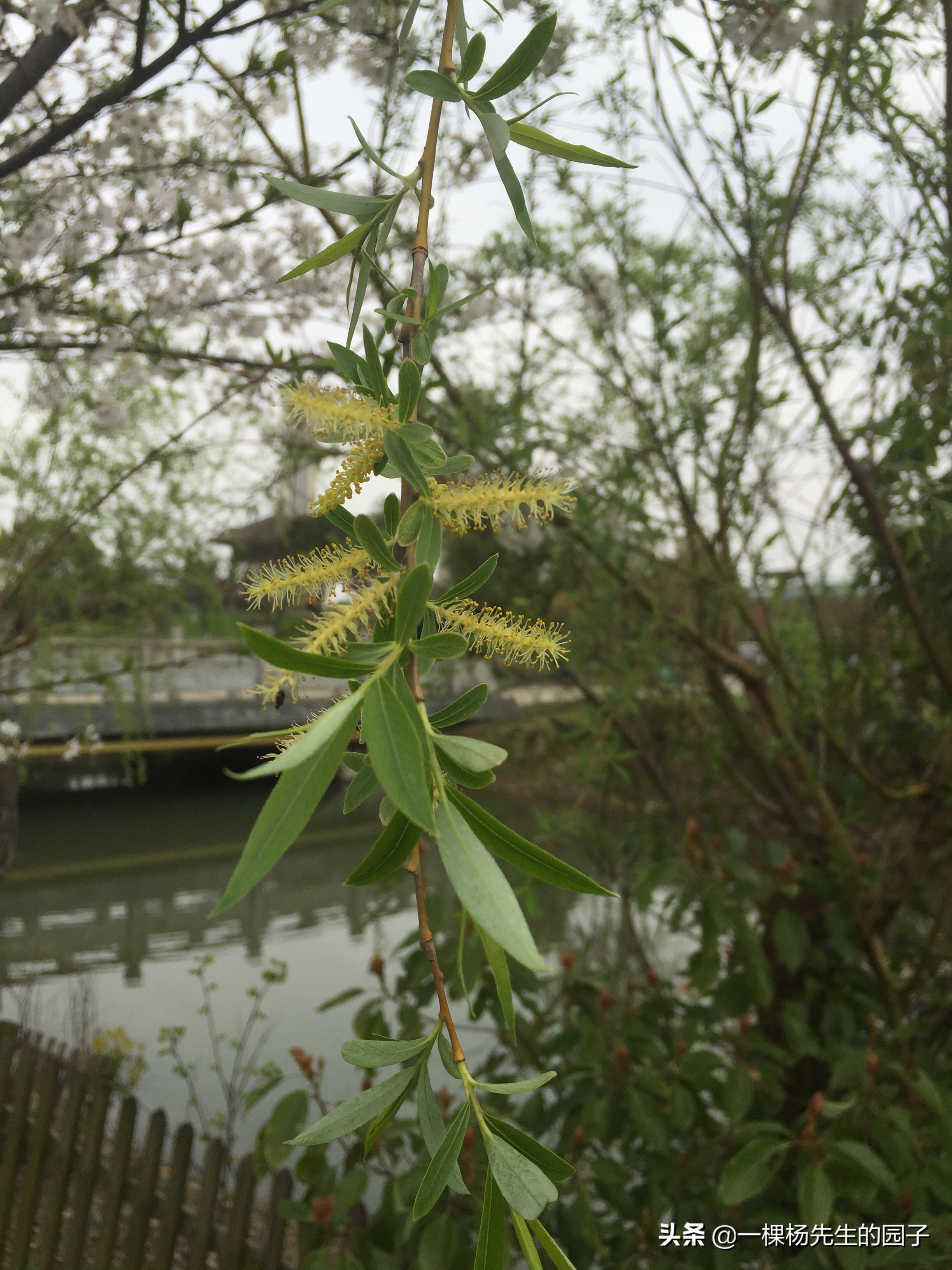 2020，轩轩和妈妈的英国日记（64）来日方长，未来还是可期的
