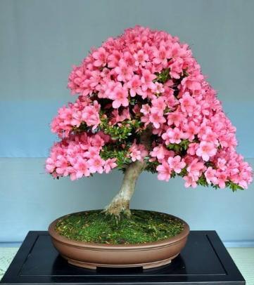 养杜鹃花自己怎么样育苗,养杜鹃花小窍门视频讲解