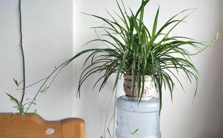 养花新手不知道养什么，就选这几种植物，轻松养爆盆